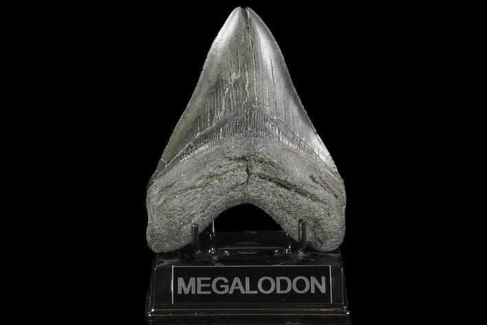 Fossil Megalodon Tooth - South Carolina #95300